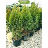 Туя Смарагд (Smaragd) 60-100 см - 5 шт.: фото и описание