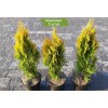 Туя Смарагд (Smaragd) до 20 см - 5 шт.: фото и описание