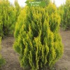 Туя Восточная 60-100 см - 5 шт.: фото и описание