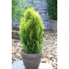 Туя Восточная до 20 см - 5 шт.: фото и описание