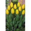 Луковицы Луковицы тюльпана Саами (Saami) - 5 шт.: фото и описание