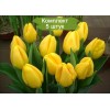 Луковицы тюльпана Стронг Голд (Strong Gold) - 5 шт.: фото и описание