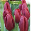 Луковицы тюльпана Стронг Лав (Strong Love) - 5 шт.: фото и описание