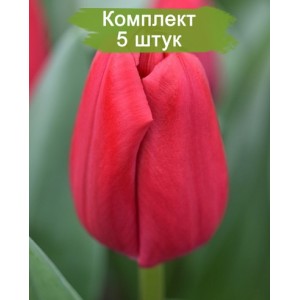 Комплект 5шт / Тюльпан Карри (Curry)