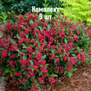 Комплект 5шт / Вейгела цветущая Ред Принц
