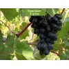 Саженцы винограда Кодрянка (Ранний/Фиолетовый) - 5 шт.: фото и описание
