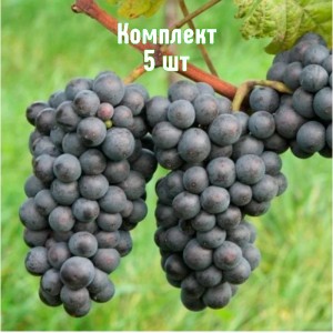 Комплект 5шт / Виноград Зеленолугский рубин