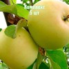 Яблоня Исеть белая - 5 шт.: фото и описание