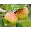 Саженцы яблони Коричное полосатое - 5 шт.: фото и описание