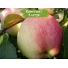 Саженцы яблони Мельба (Melba) - 5 шт.: фото и описание