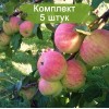 Саженцы яблони Спартак - 5 шт.: фото и описание