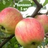 Яблоня Зимний Шафран - 5 шт.: фото и описание