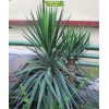 Саженцы юкки Алоэлистная - 5 шт.: фото и описание