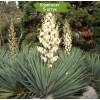 Саженцы юкки Сизая - 5 шт.: фото и описание