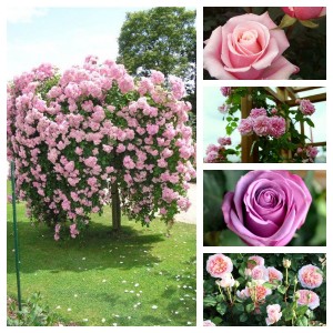 Комплект Нежность (Штамбовая роза Белла Вита, Английская роза Абрахам Дерби, Плетистая роза Крылья Ангела, Чайно-гибридная роза Кул Вотер, Чайно-гибридная роза Панама)