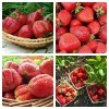 Комплект саженцев ремонтантной клубники - 20 саженцев (Виктория Королева Елизавета 2 , Земляника Аромас, Земляника Гора Эверест, Клубника-земляника Спаржи): фото и описание