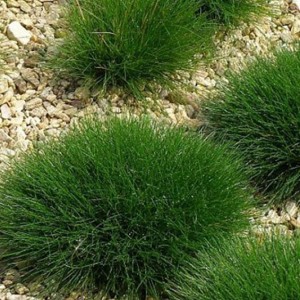 Овсяница метельчатая Пик Карлит (PIC CARLIT)