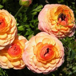 Ранункулюс Фестиваль