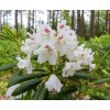Саженец рододендрона Тигерштэт (Tigerstedt) (белый): фото и описание