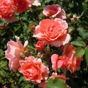 Роза Алибаба (Alibaba) (плетистая)