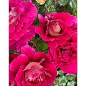 Роза Черри фолиес (кустовая)