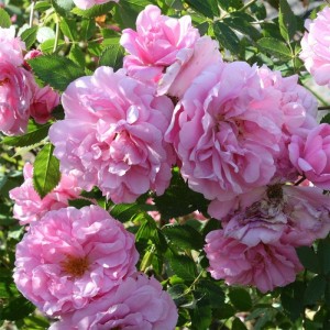 Роза Джон Дэвис (John Davis) (канадская)