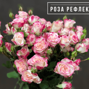 Роза Рефлекс (кустовая)
