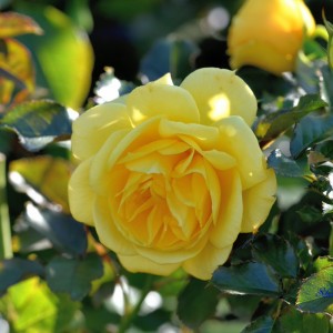 Роза Шутинг Стар (Shooting Star) (кустовая)