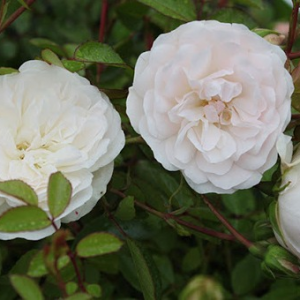 Роза Свани (Swany)