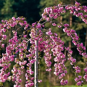 Штамбовая Сакура (вишня декоративная) Ошидори