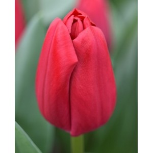 Тюльпан Карри (Curry)