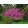 Саженец Церциса Пинкбуд (саженец до 50 см): фото и описание