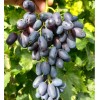 Саженец Винограда Академик Авидзба: фото и описание