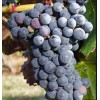 Саженец Винограда Аликант Буше: фото и описание