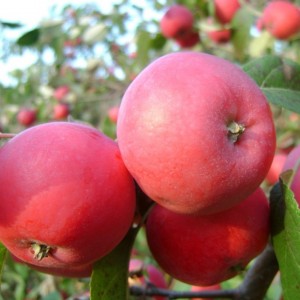 Яблоня Алтайская красавица