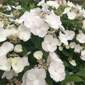 Гортензия Ранэвэй Брайд (Runaway Bride) саженцы (ампельная)