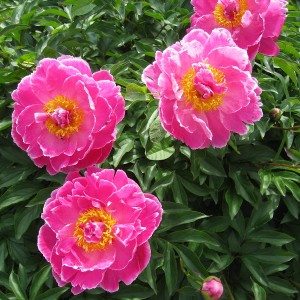 Пион Август Дессерт (August Dessert)