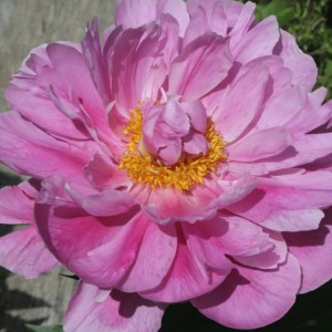 Пион Бев (Bev) - Р