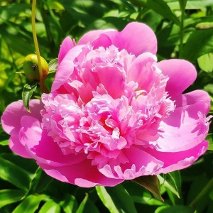 Пион Хелен Хейс (Helene Hasse) - Р