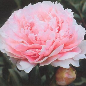 Пион Мисс Ливингстон Фаранд (Miss Livingston Farand)