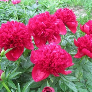 Пион Ред Чарм (Red Charm) - К