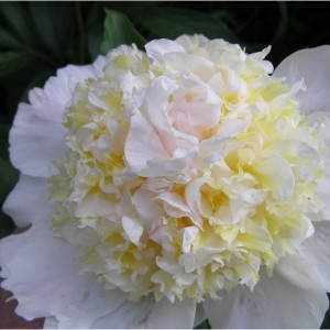 Пион Топ Флайт (Top flight) - Б